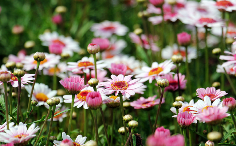 Tipps für die Gartenplanung